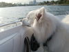 Koda of Boca Raton, FL