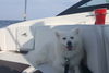 Koda of Boca Raton, FL