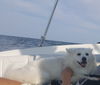 Koda of Boca Raton, FL