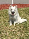 Koda of Boca Raton, FL