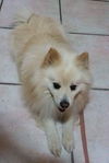 Louie of Miami, FL