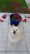 Louie of Miami, FL