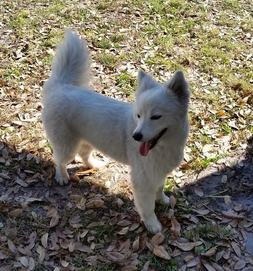 Sugar of Bradenton, FL