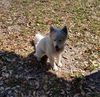 Sugar of Bradenton, FL