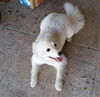 Sugar of Bradenton, FL