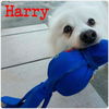 Harry of Gainesville, FL