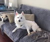 Snowy of Tampa, FL