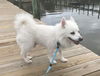 Snowy of Tampa, FL