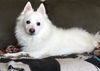 Snowy of Tampa, FL
