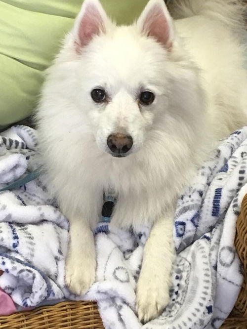 Snowy of Tampa, FL