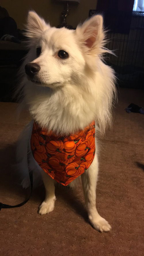 Shiloh of  Woodbridge, NJ