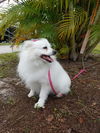Lily of Ormond Beach, FL