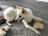 Shiro of Sebastian, FL