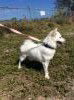 Shiro of Sebastian, FL
