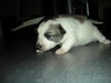 Arwen of PA