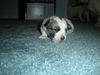 Arwen of PA