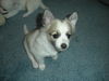Arwen of PA