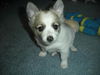 Arwen of PA
