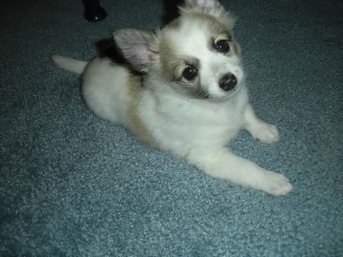 Arwen of PA