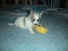 Arwen of PA