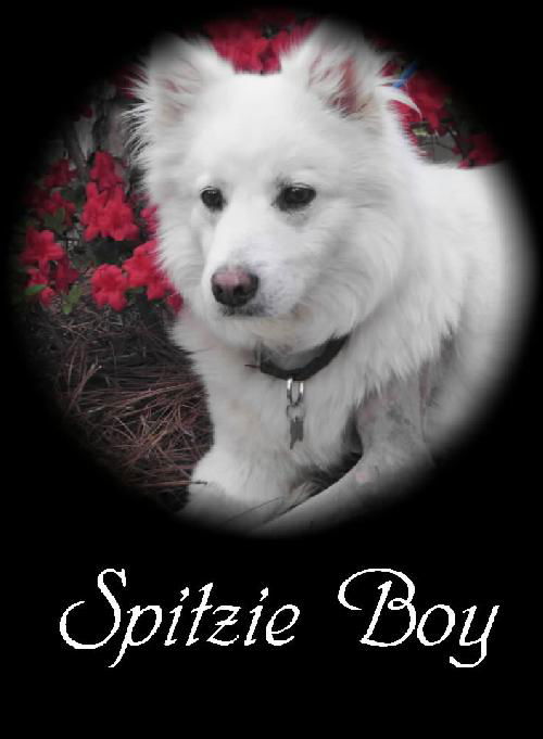 Spitzie Boy (in NC)