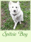 Spitzie Boy (in NC)