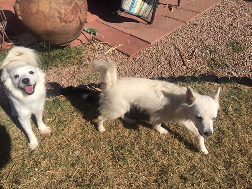 Athena and Thor from Phoenix, AZ