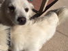 Athena and Thor from Phoenix, AZ