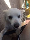 Athena and Thor from Phoenix, AZ