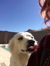 Athena and Thor from Phoenix, AZ