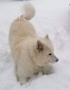 Kisu of Columbus Ohio