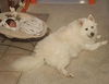 Kisu of Columbus Ohio