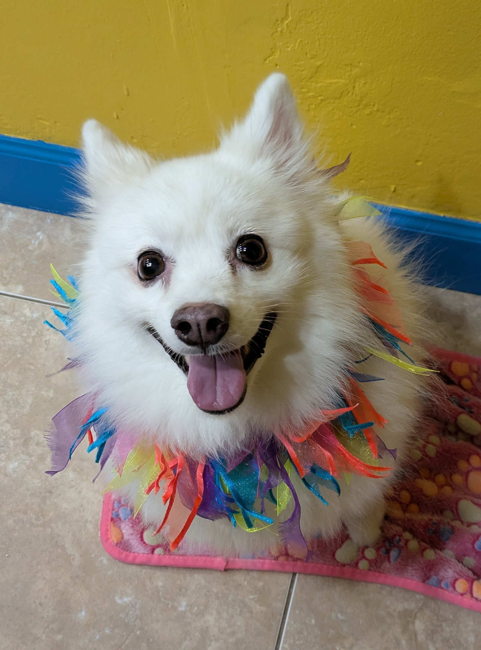 Portia of South FL Image