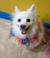 Portia of South FL