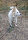 Whitey of Kingsport Tennessee
