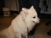 Kovu in CA