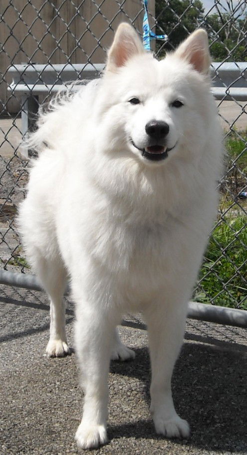 Asha of PA