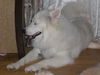 Asha of PA