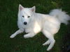 Asha of PA