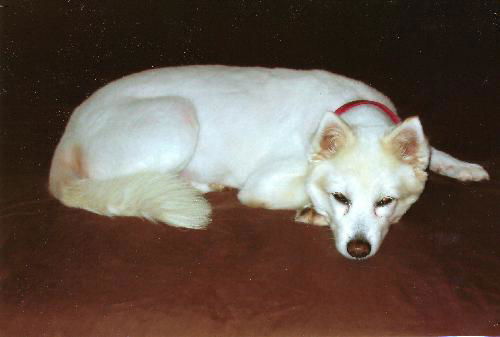 Sugar of GA