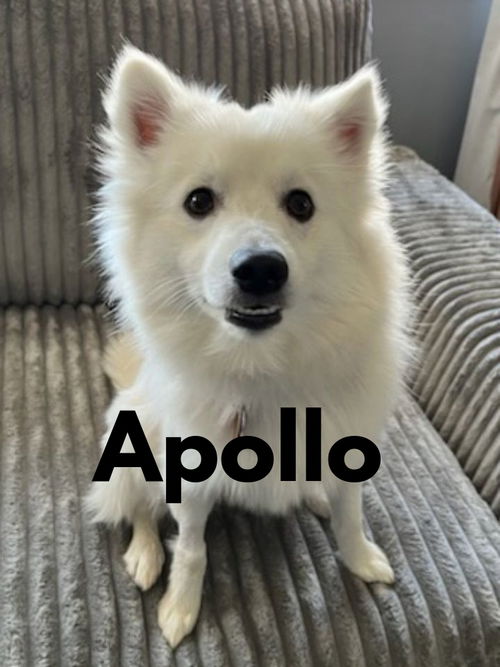 Apollo of Ky