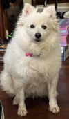 Cosmo of GA