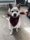 Leo, of Media, Pa