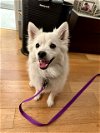 adoptable Dog in pikesville, MD named Mochi of New York, NY