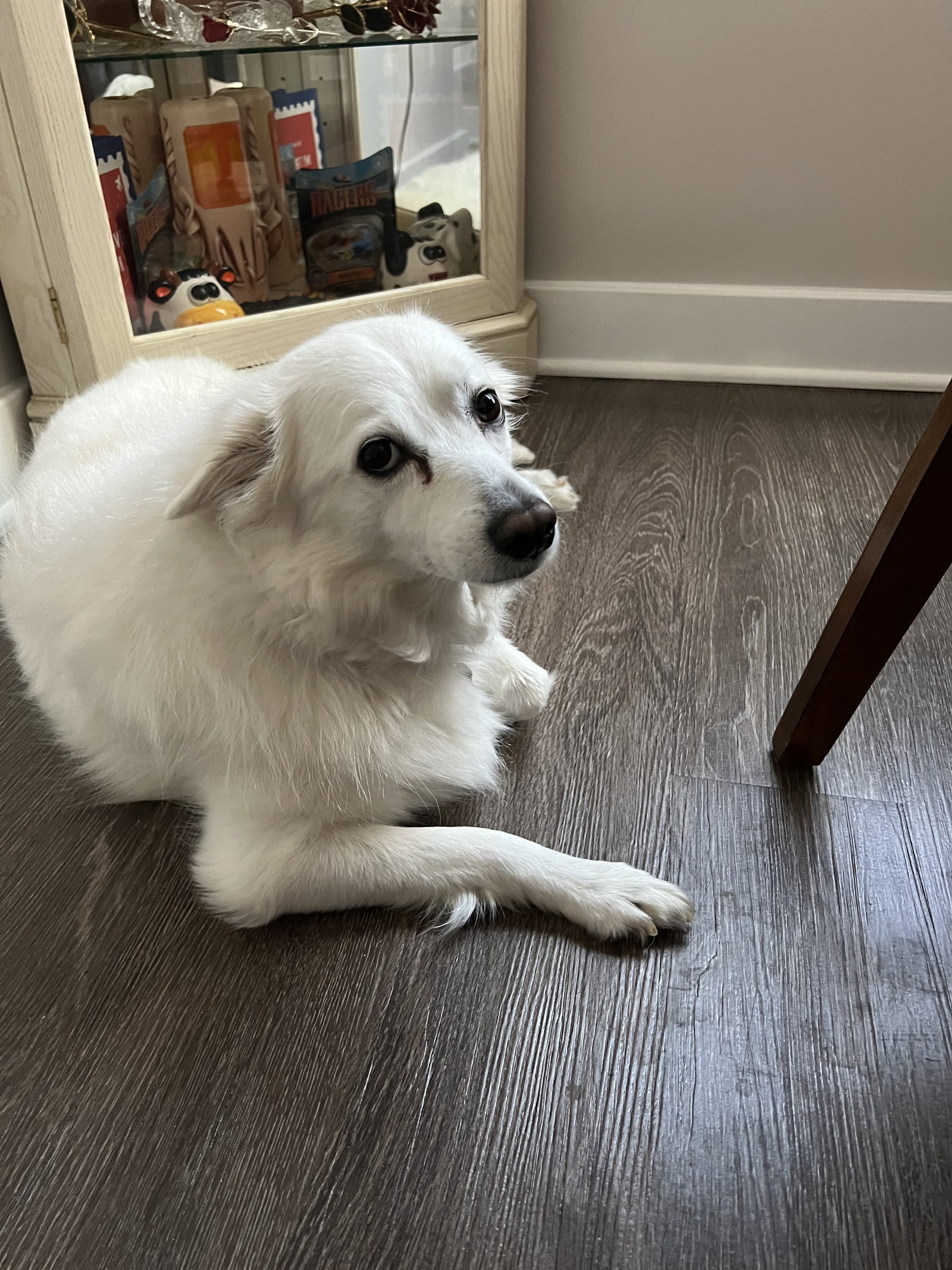 Dog for Adoption Snuka of Mays Landing NJ, a American Eskimo Dog in