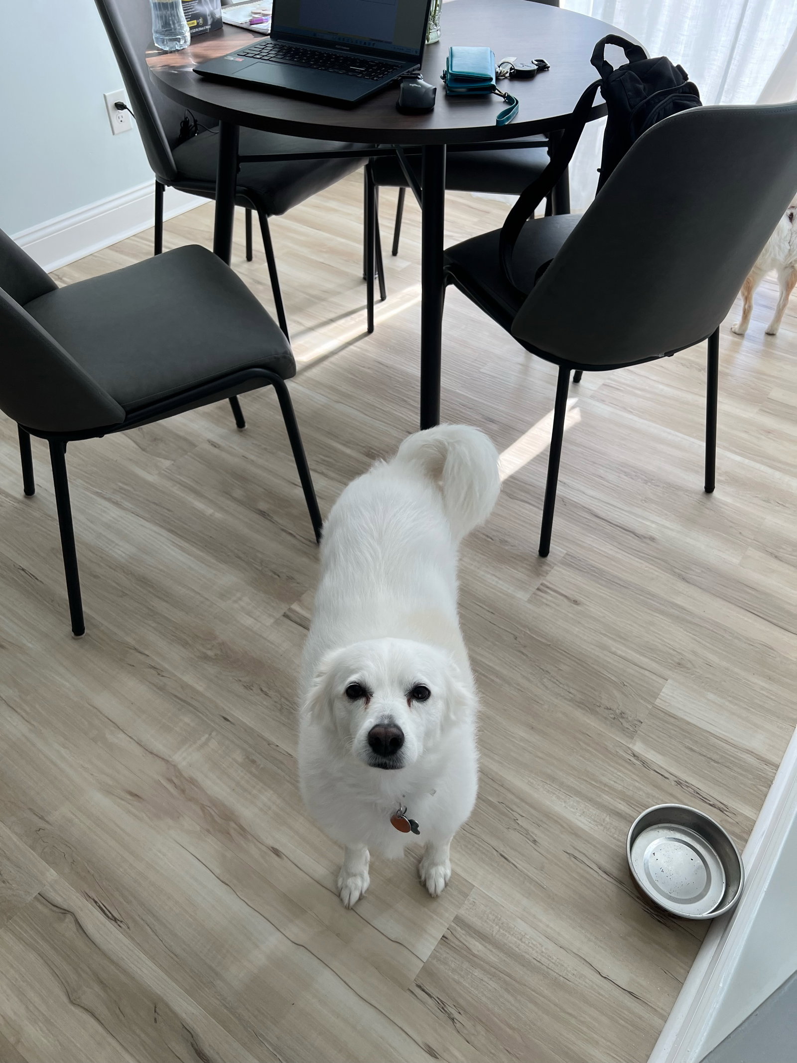 Dog for Adoption Snuka of Mays Landing NJ, a American Eskimo Dog in
