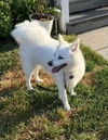 Snuka of Mays Landing NJ