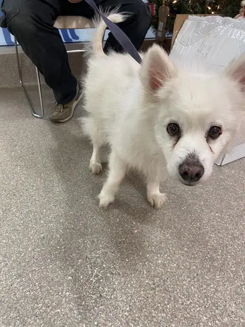 Auggie Of Fl Aka Alfredo - American Eskimo Dog