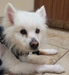 Auggie of FL (aka Alfredo)