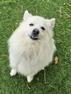 Benji of MD